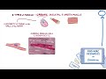 Cardiac muscle: Histology