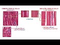 Cardiac muscle: Histology