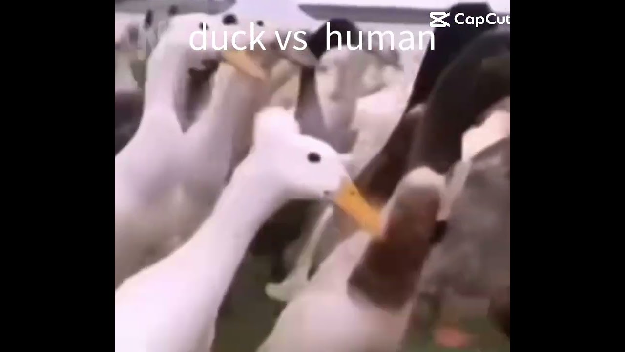 Duck vs human