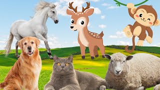 Familiar animals: dog, cat, monkey, horse, sheep, ... by Animal Moments 162,473 views 1 year ago 17 minutes