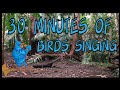 Birds singing in the forest - Make Science Fun