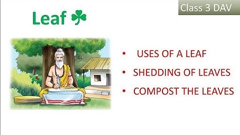 DAV class 3 Science Chapter 3 Leaf || Leaf || ch 3 ||  Class 3 science || DAV Cbse