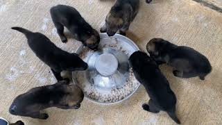 German Shepherd Puppies FIRST FEEDING...10 in all with GSM & Maddie