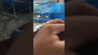 La Combinación Perfecta Miguel Ovalles Por Traba La Fatima