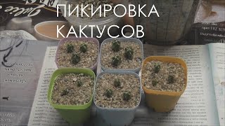 Пикировка кактусов Пикировка кактусов