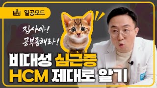 [빡공] 심장이 커지면 뭐가🤷어떻게 안좋은건데? 고양이 비대성 심근병증 HCM 이론 기본편