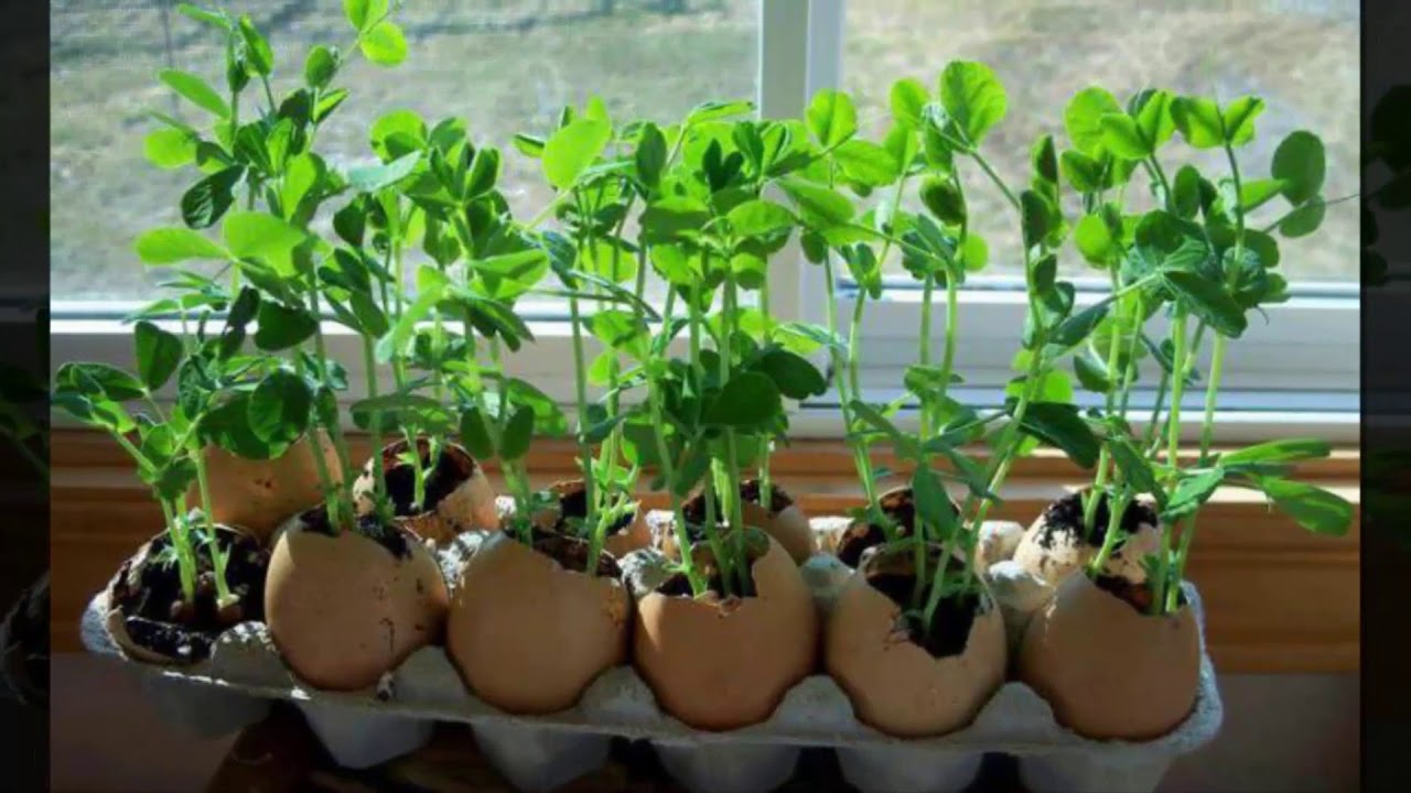 Домашнее выращивание овощей