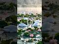 Swan अपने बच्चों के साथ तालाब में कर रहे मस्ती 🦢🌸 Lotus Flowers से महका Pond | #swan #river #shorts