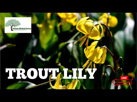 Video: Dogtooth Forel Lily Care - Tips voor het planten van Dogtooth Violet-bollen