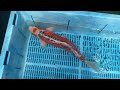 4-17-27 - 18-20" Hana Shusui Koi
