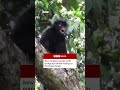 New monkey species with orange lips found ‘hiding’ in DR Congo forest. #BBCNews