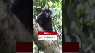 New monkey species with orange lips found ‘hiding’ in DR Congo forest. #BBCNews