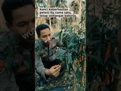 Dukung Program Ketahanan Pangan Polisi penggerak polsek Airmadidi  monitoring lahan perkebunan cabe