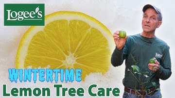 Growing Lemon Trees during the Winter