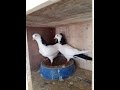 Бакинские бойные голуби ( Асхат Алиев , Казахстан )