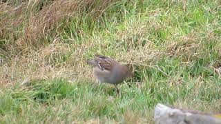 White-crowned Sparrow - Foula - Shetland - October 2018