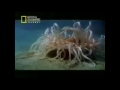 cnidarios caracteristicas