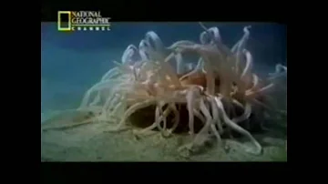 ¿Cuáles son las formas en que se pueden encontrar los cnidarios?