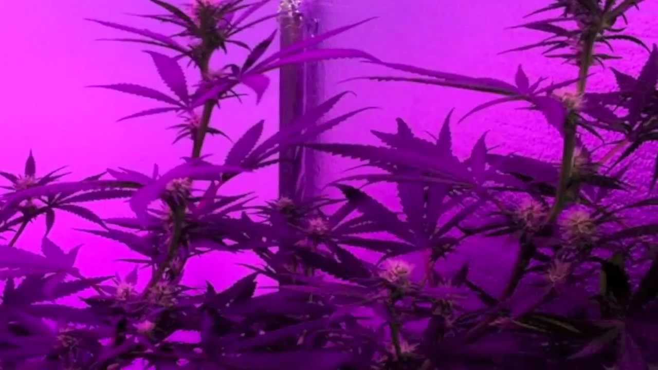 Afghan Kush, Critical+Sensi Star - Pro Grow 550 LED growlight Ep. 7