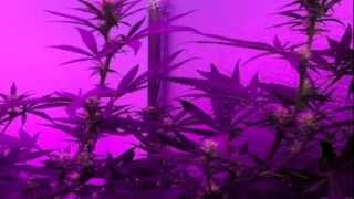 Afghan Kush, Critical+Sensi Star - Pro Grow 550 LED growlight Ep. 7