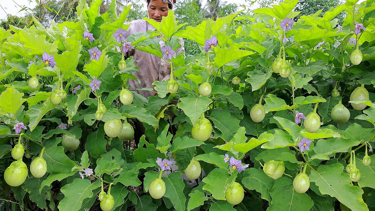 Growing and Harvesting Thai Eggplant in my village YouTube