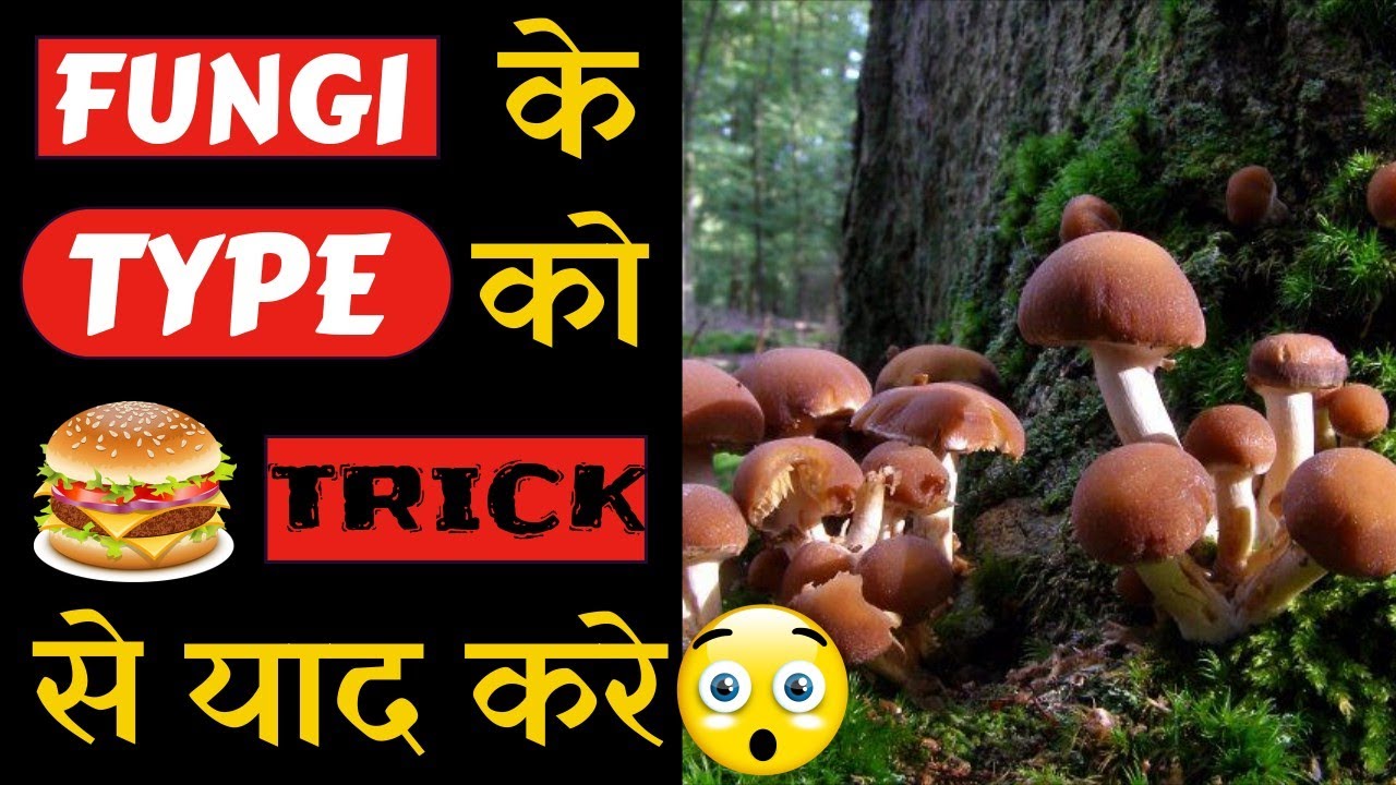 Fungi member trick I Biological classification I 