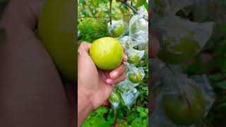 Petik Apel Putsa/Apel India Fresh Depan Rumah Pagi - Pagi