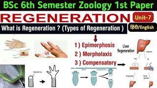 BSc 6th Semester Zoology//Regeneration/Types of Regeneration//Epimorphosis/Morpholaxis/Compensatory