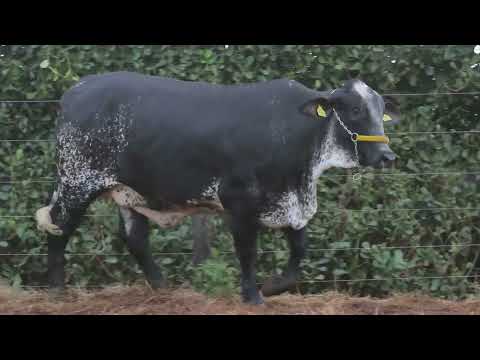LOTE 41 SILMARA WOODSIDE FIV F CONGONHAS 0702 CS