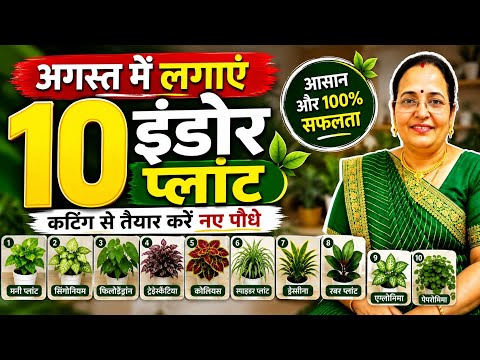 10 पौधे बिना धूप के सालों - साल चलते हैं,इस बरसात इनकी कटिंग लगाना ना भूले,Top 10best indoor plant