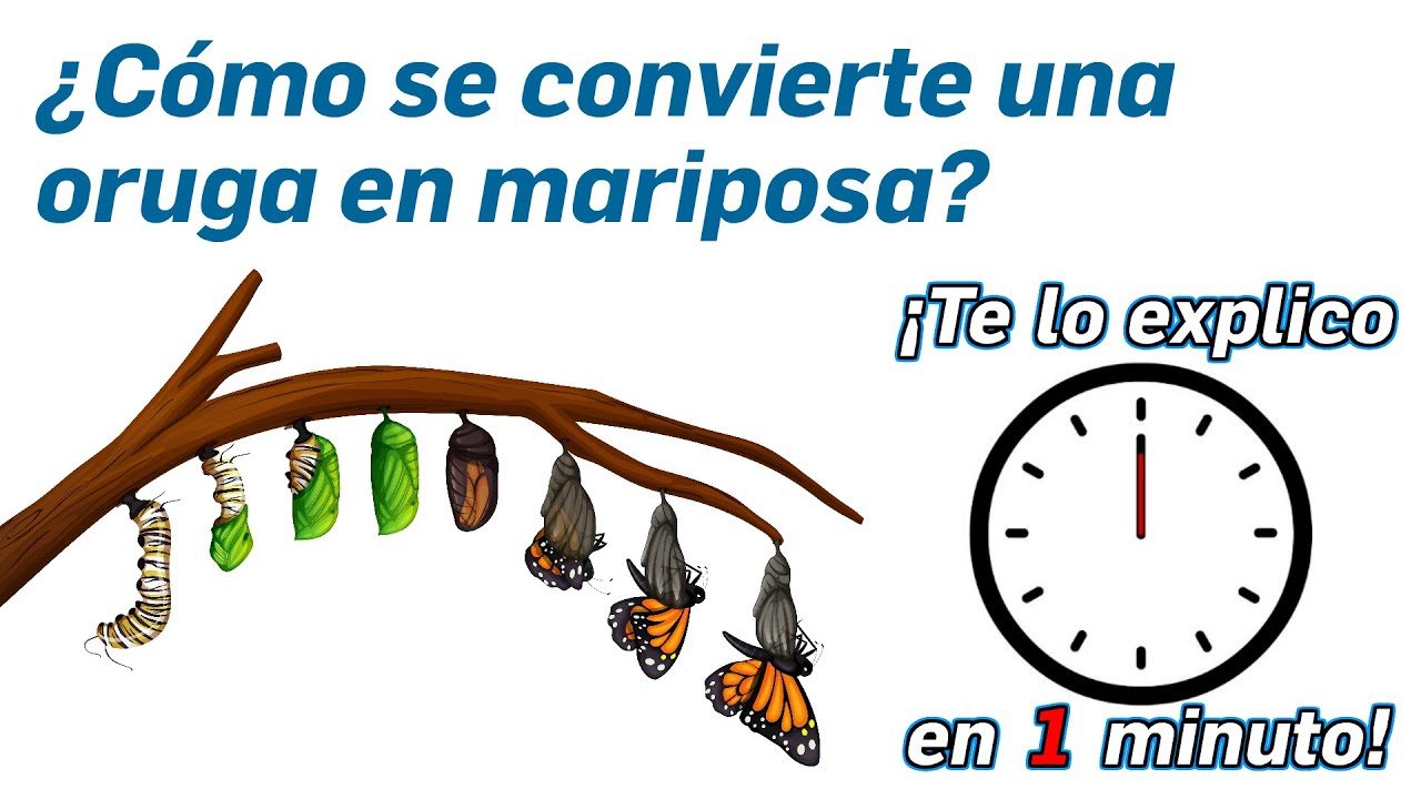 100.- ¿Cómo se convierte una oruga en mariposa? - ¡Te lo Explico en Un Minuto!