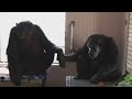 Rescued chimp wont stop holding hands with new friend