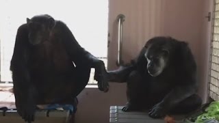 Rescued Chimp Won't Stop Holding Hands With New Friend