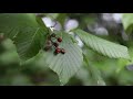 Sorbus alnifolia   korean mountainash