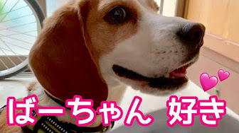 ビーグル犬さつき Youtube