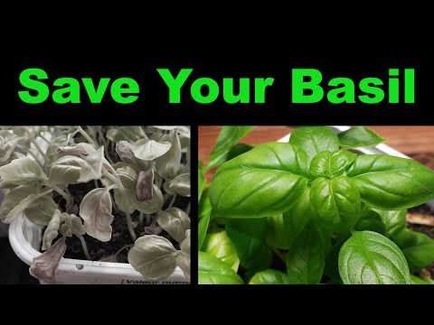 Video: Dilaw Ng Basil