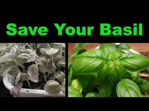 Video: Basil Yellow