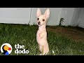Chihuahua With Two Legs Is Unstoppable The Dodo Chihuahua With Two Legs Is Unstoppable The Dodo