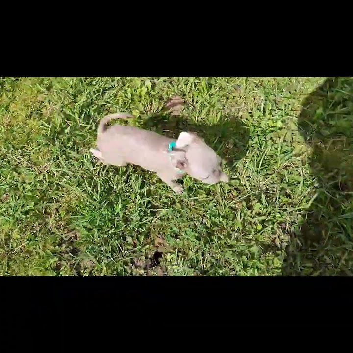 Изабеловый пти брабансон💥экслюзив💥п-к АтакаГриффонов #cute #puppy # ...