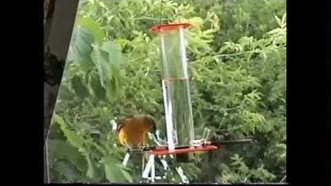 Hummingbird and Oriole Feeders by Peter