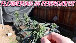 HERMED FIRST CLASS FUNK DAY 40!!