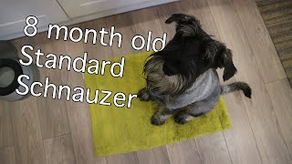 8 Month Old Standard Schnauzer | Burt Updates #7 by ZakkyM 1,591 views 3 years ago 1 minute, 57 seconds