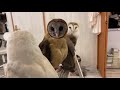 Barn Owl quintet