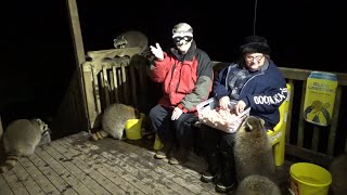 Tuesday Oct 31St - Raccoons Brave Freezing Temps To Get A Meal Before The Snow