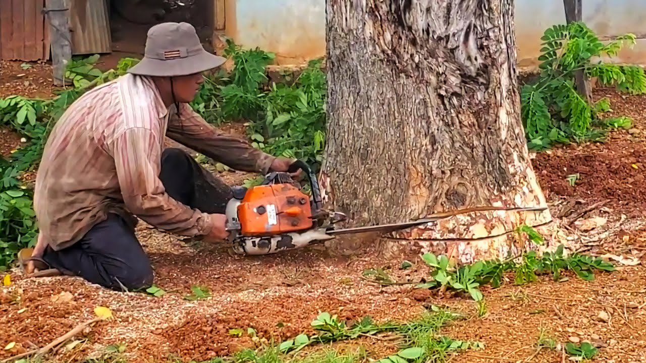 Cut Down The Old Trembesi Tree Making Furniture With Amazing Chainsaw ...