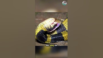 Trận Tử Chiến Giữa Rắn Cạp Nong Và Rắn Hổ Trâu #thếgiớiđộngvật