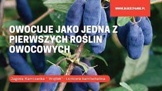 Jagoda Kamczacka  Wojtek  Lonicera kamtschatica- Owoce czasem już pod koniec kwietnia/maja!