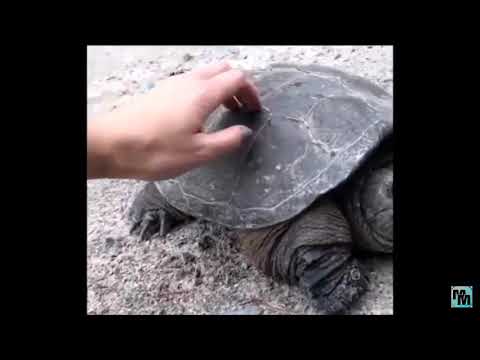 Screaming turtle weird meme
