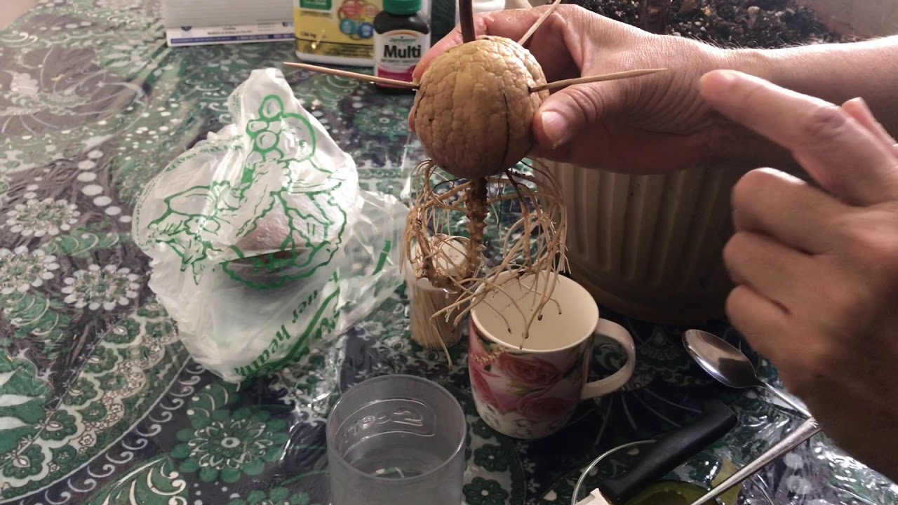 How to grow Avocado plant at home 