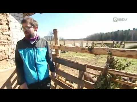 Video: Kus elab valgekõrv-koolibri?